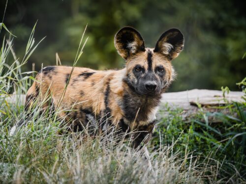 Safariběh podpoří návrat psů hyenových do Afriky