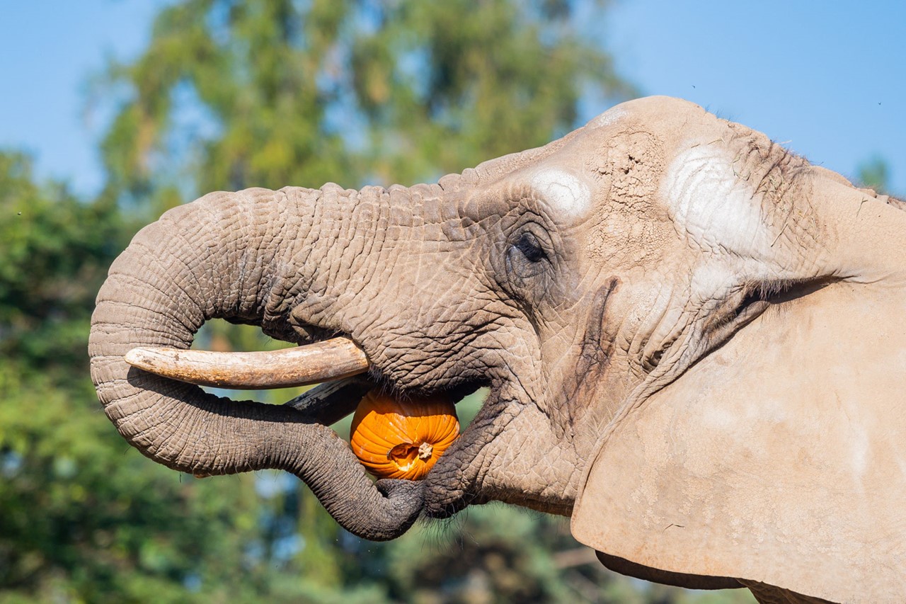 Ve dvorské zoo se chystá Týden duchů, budou i dýňové hody